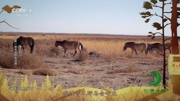 555tv2025官方正版 555tv2025官方正版