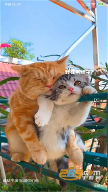 ������Ƶ��ֽ2025���°汾v4.1.4 �ֻ����ͼ