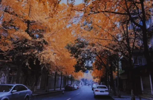 ���Ž�Ƭ���(��Ƭ����������)