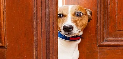 ����˹��׿���ֻ���