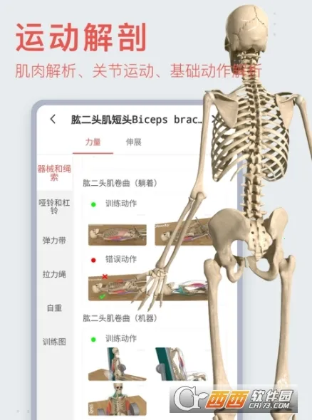 3Dbody����(ҽѧ����ѧϰ����)